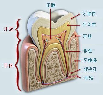 牙齒矯正最晚多少歲