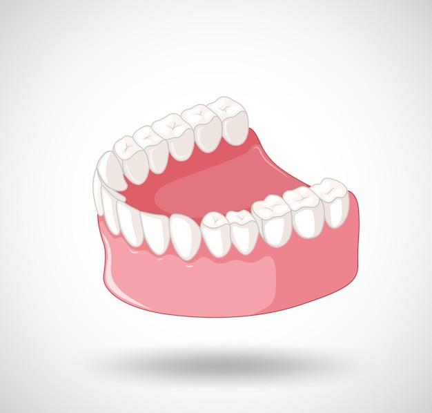 牙齒矯正后牙齒松動(dòng)怎么辦