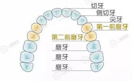 牙齒排列圖