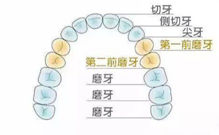 牙齒排列圖