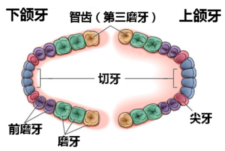 牙齒排列圖